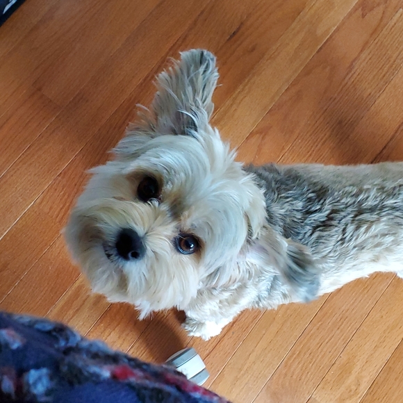 Meet your Posher, Samantha - Picture 4 of 4